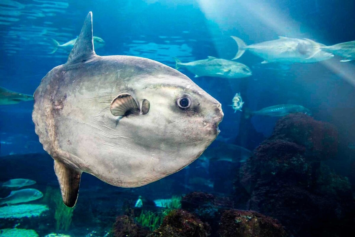 Фото с сайта: https://immunocap.ru/photo/foto-riybiy-luniy/