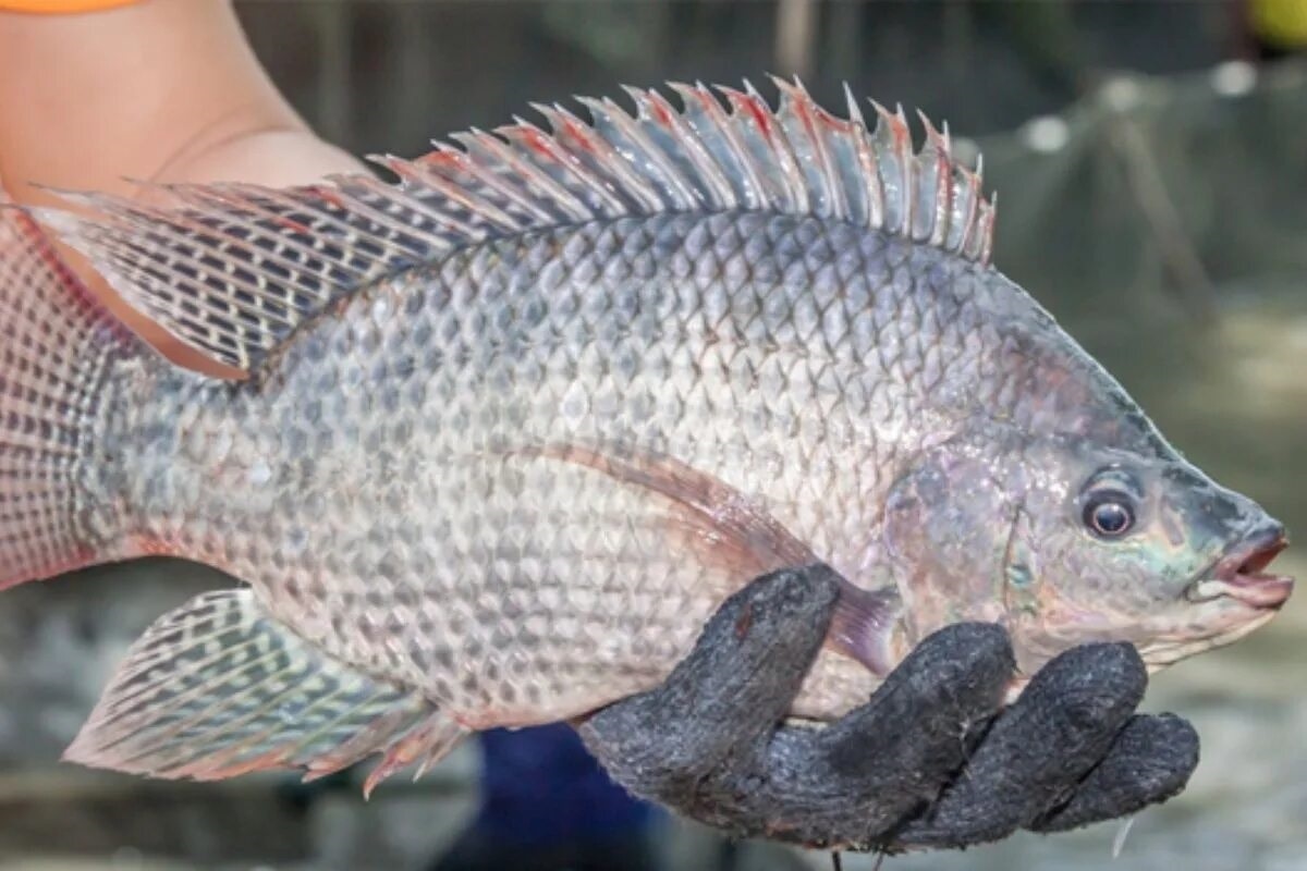 Фото с сайта: https://tepbac.com/tin-tuc/full/thao-duoc-trong-kiem-soat-gioi-tinh-o-ca-ro-phi-34380.html