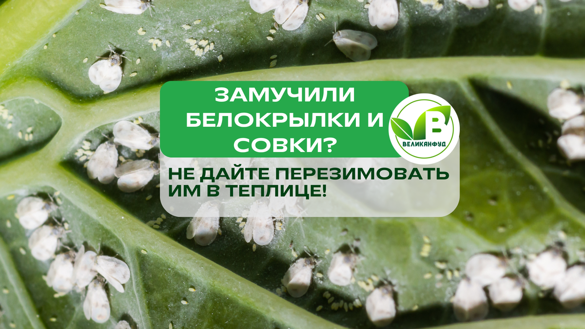 Осень — время отдыха для растений, но не для вредителей. Белокрылки, совки и другие «гости» с удовольствием зимуют в щелях теплицы и верхнем слое почвы, чтобы весной снова выйти на охоту.
Не дайте им шанса!