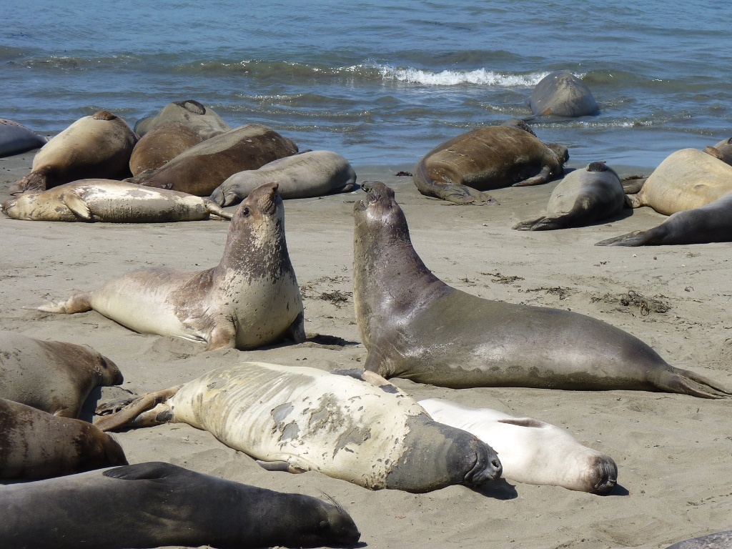 Морские котики на пляже.