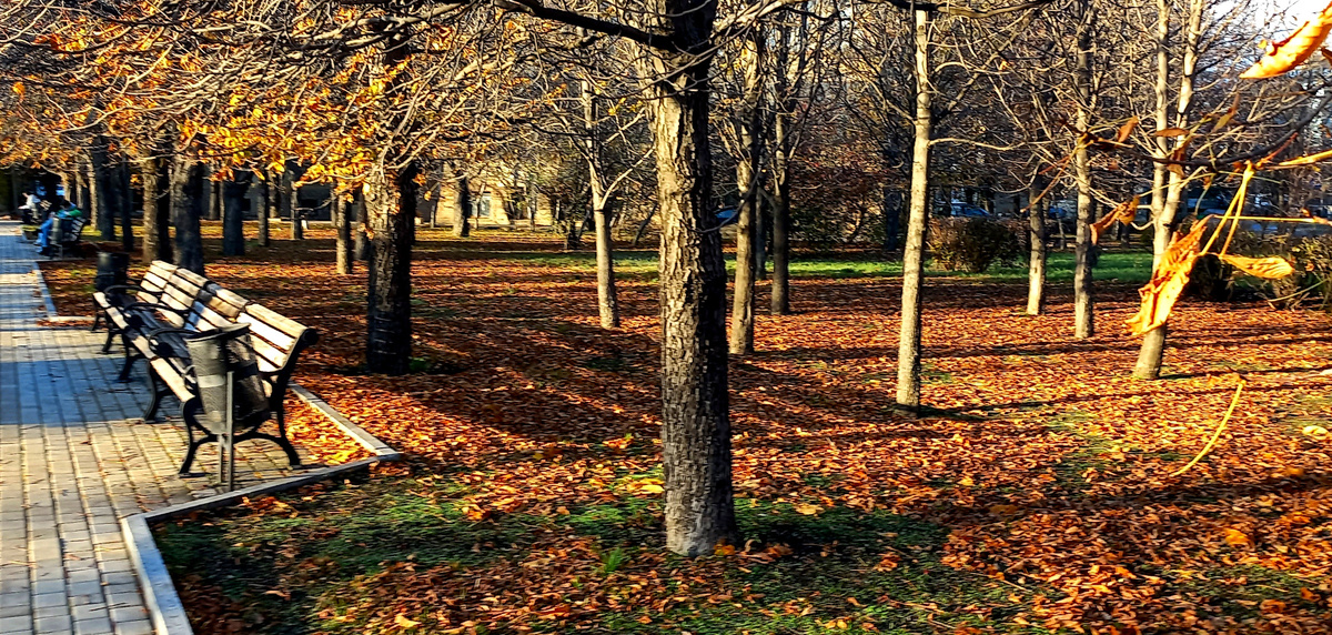 Осень на бульваре Пушкина. Донецк. Фото 2 ноября 2025