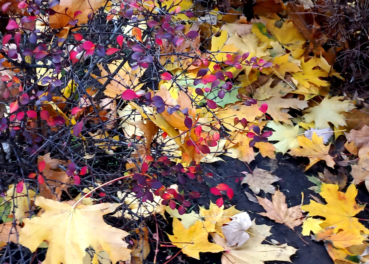 Осень на бульваре Пушкина. Донецк. Фото 2 ноября 2025