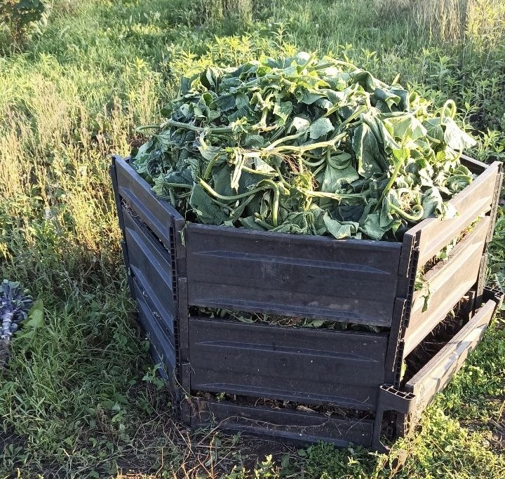 Фото из чата Дачный агроном 