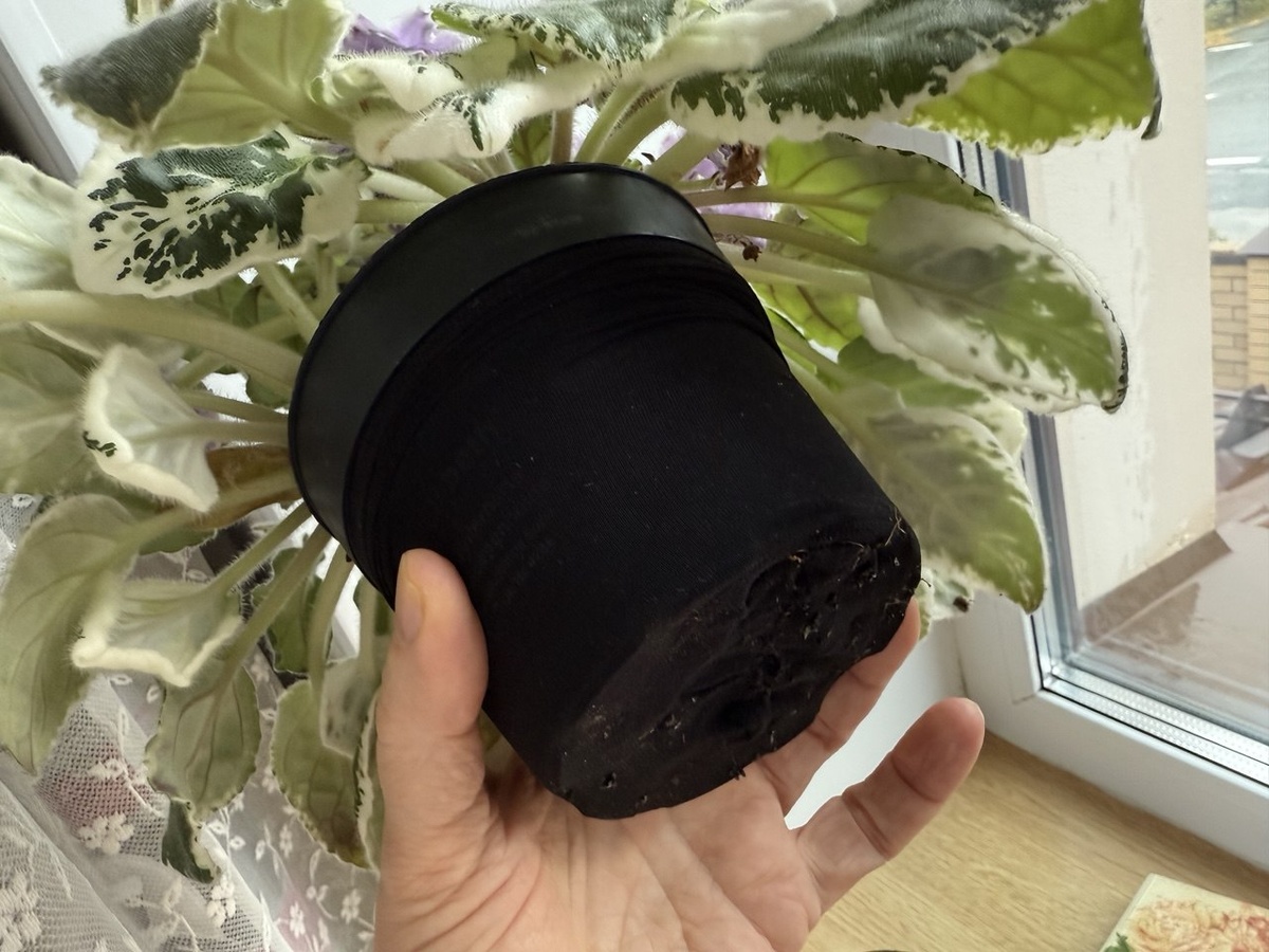 Фото автора