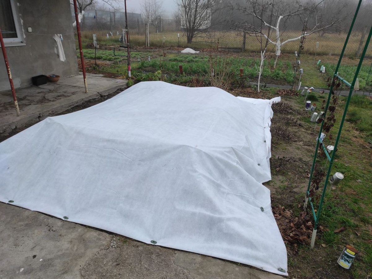 А вы как укрываете розы? 