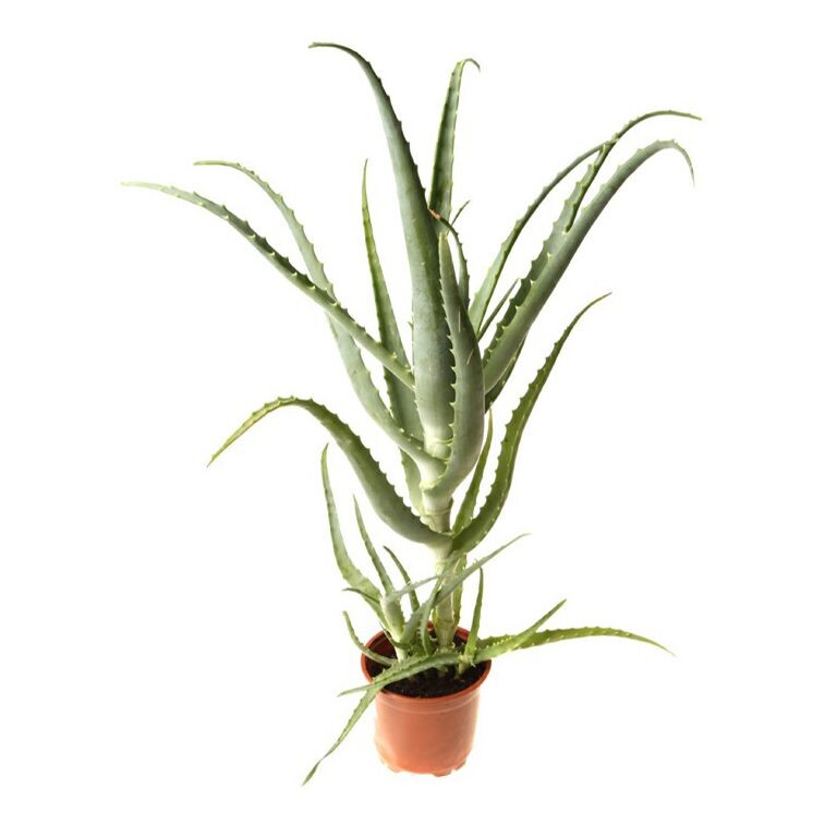 Алоэ древовидное