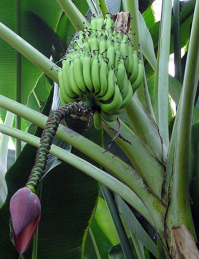Так выглядит банановое сердце. Из грозди недозревших плодов свисает кисть мужских цветков, укрытых фиолетовыми лепестками