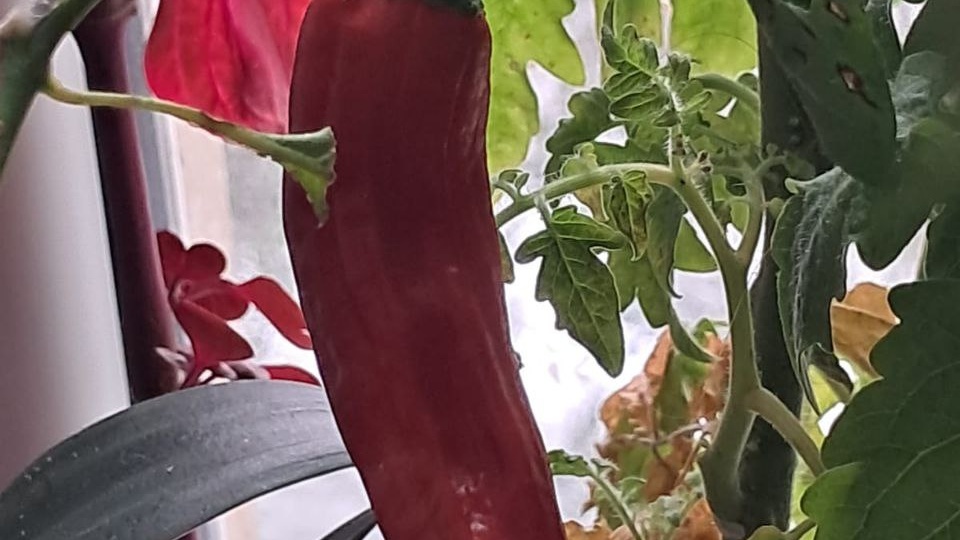 Осенний огород на подоконнике: мини-грядка у вас дома