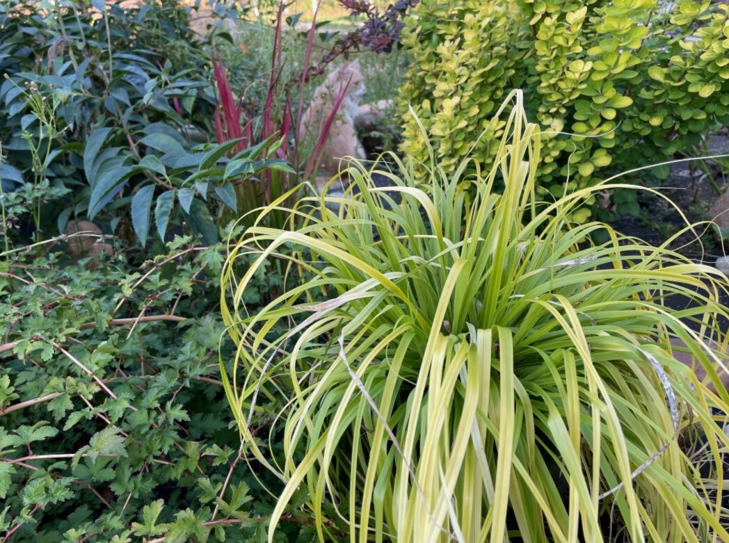 Осока 'Everillo' (Эверилло), сентябрь 2024