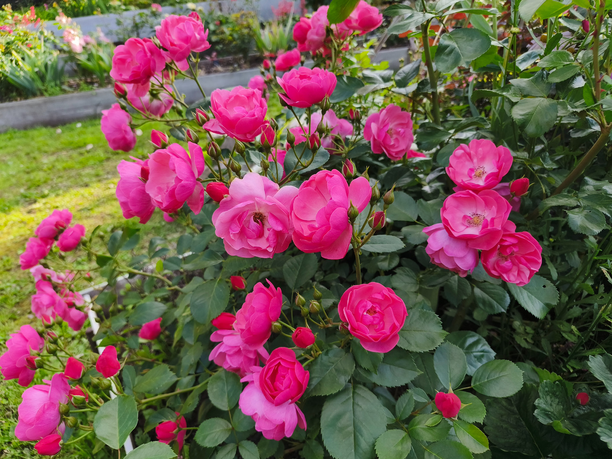 Любимица Ангела. 25 июня 2025г