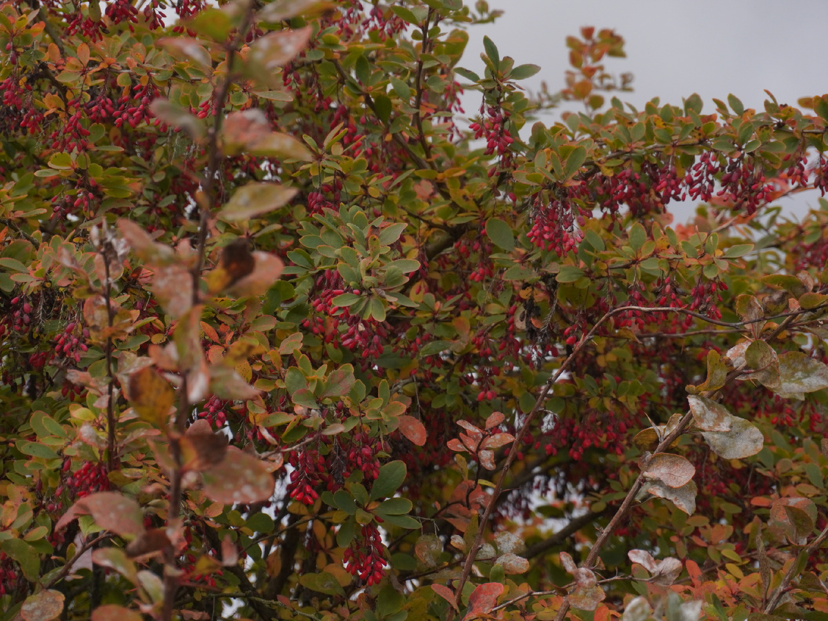 Автор фото evintelegramkannal