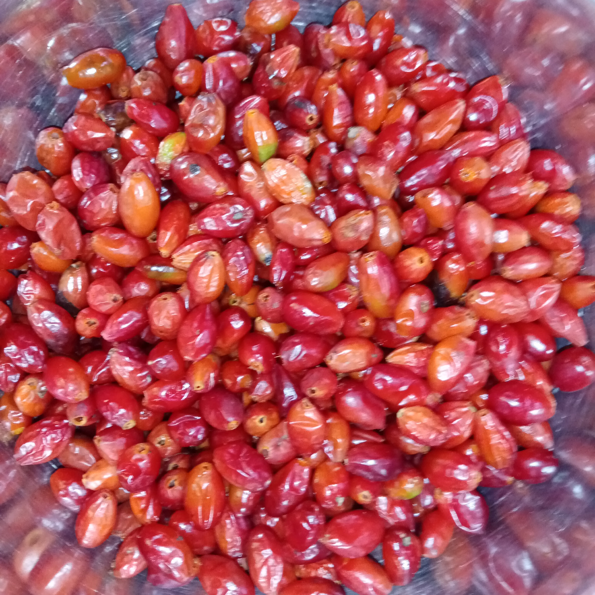 Короли отдельно. 