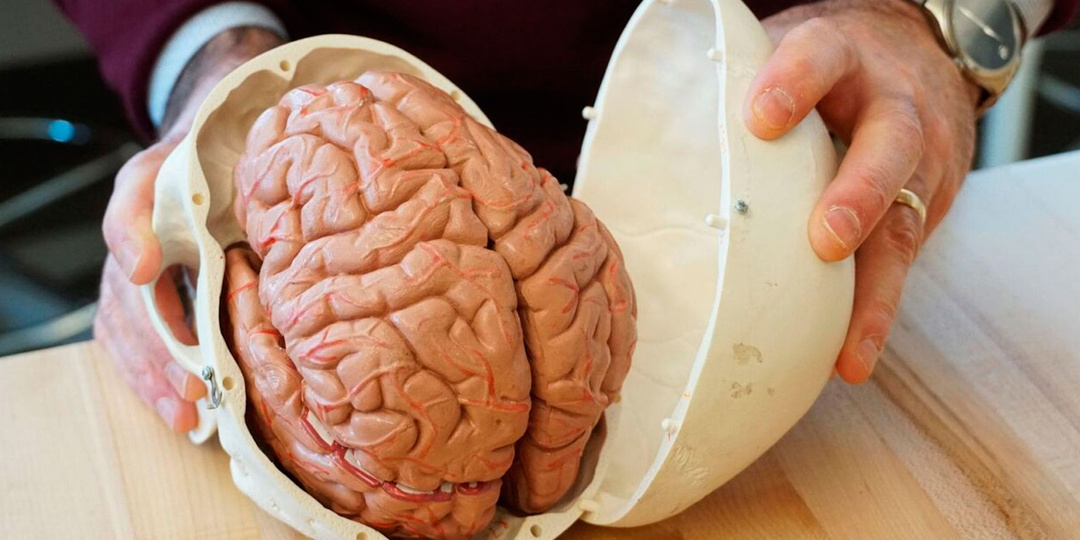 30 фактов про мозг, которые перевернут ваше представление о мышлении