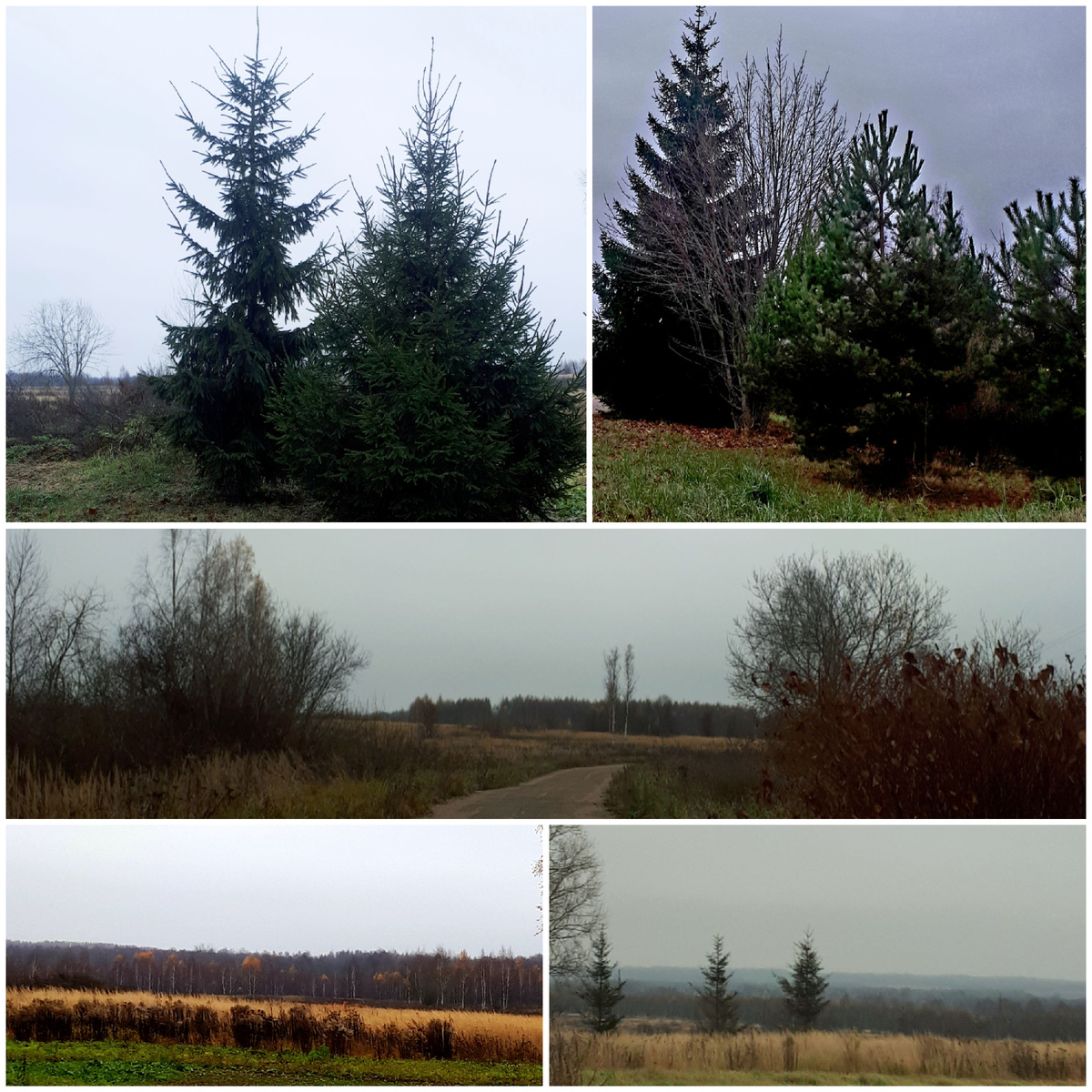 Коллаж автора 03.11.2025г.