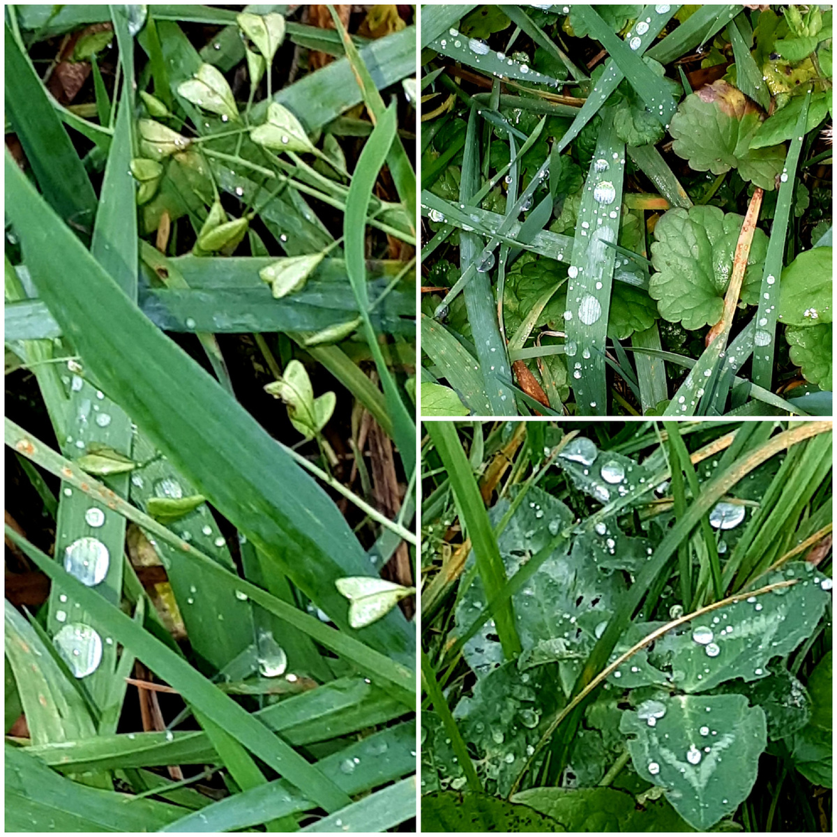 Коллаж автора 03.11.2025г.