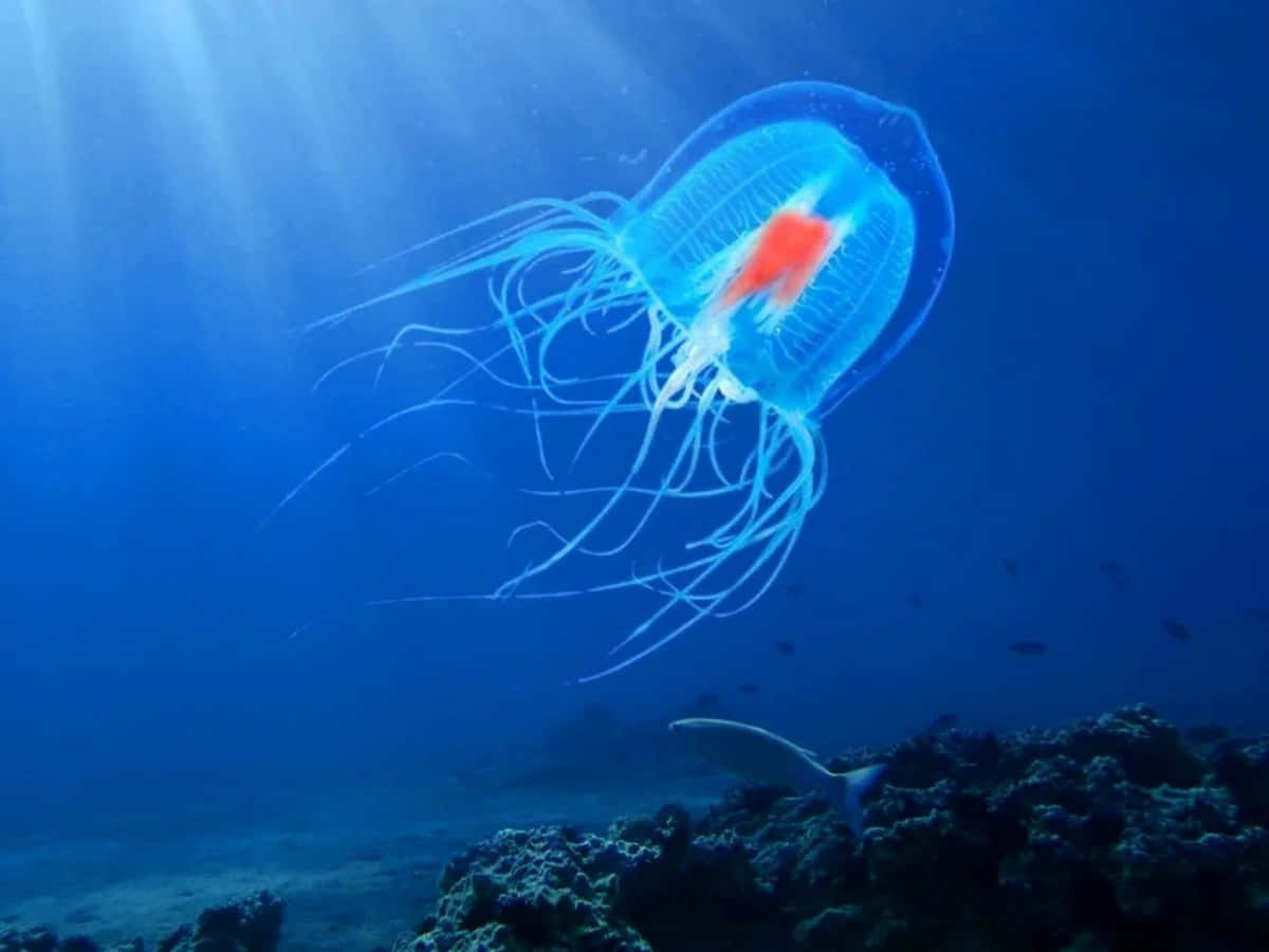 Сколько живёт медуза, которая не умирает от старости