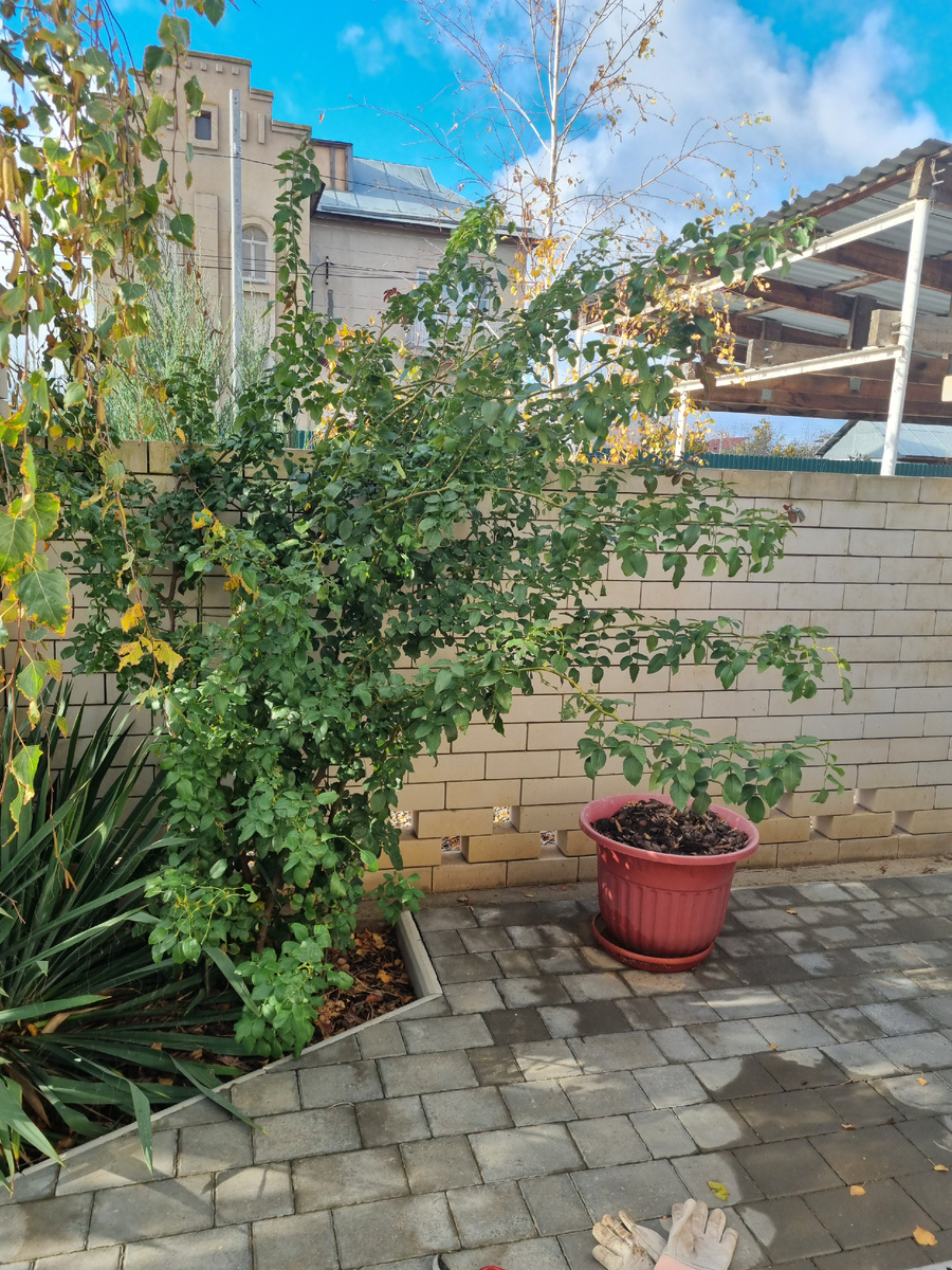 Роза Пьер де Ронсар. Фото: Зеленая леди, сад, семья и томатный сок 