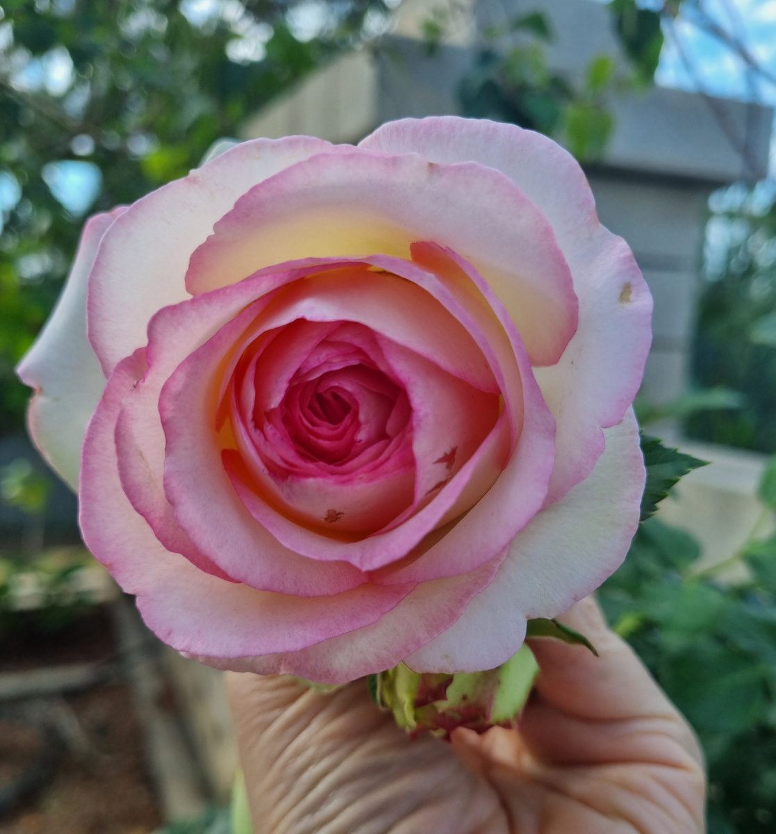 Роза Пьер де Ронсар. Фото: Зеленая леди, сад, семья и томатный сок 