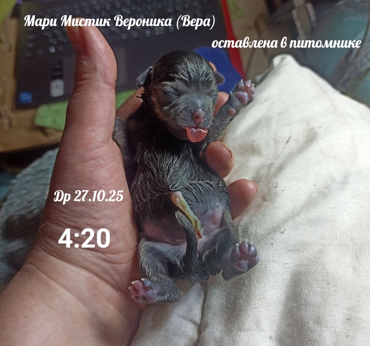 ПЕРВЫЕ МИНУТЫ ЖИЗНИ - МАРИ МИСТИК ВЕРОНИКА (ВЕРА)