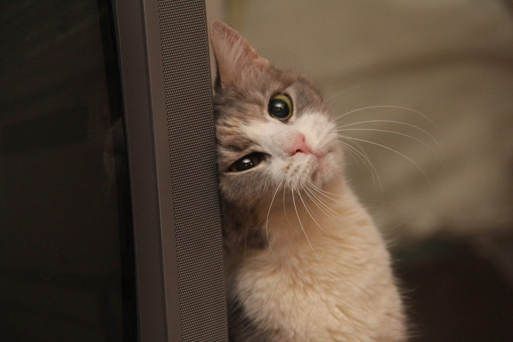 ндекс Картинки