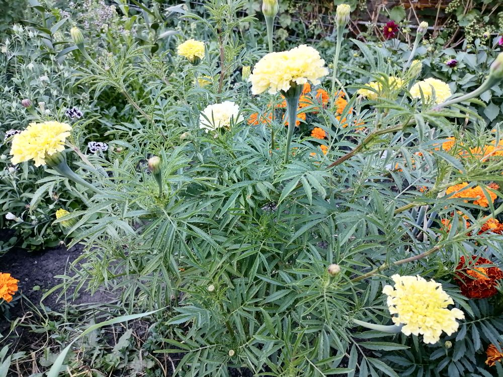 Бархатцы Ванилла, фото автора