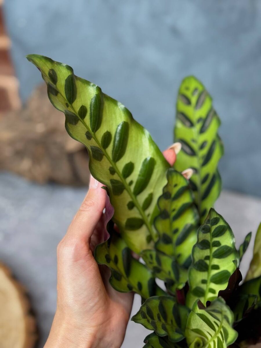 А благодаря тому, что существует множество видов этого растения, можно выбрать то, которое больше нравится😁  В галерее вы можете увидеть несколько представителей этой тропической красавицы👉