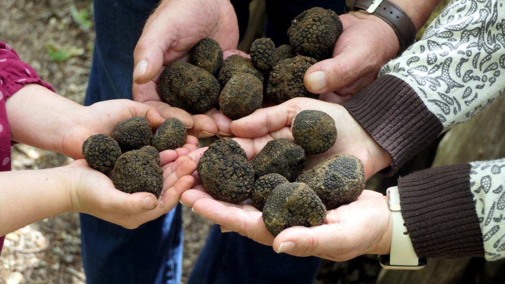     Фото: Stephen Farhall/Shutterstock/FOTODOM Настоящие черные трюфели