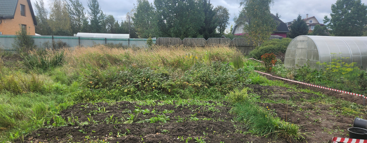 Заросший участок