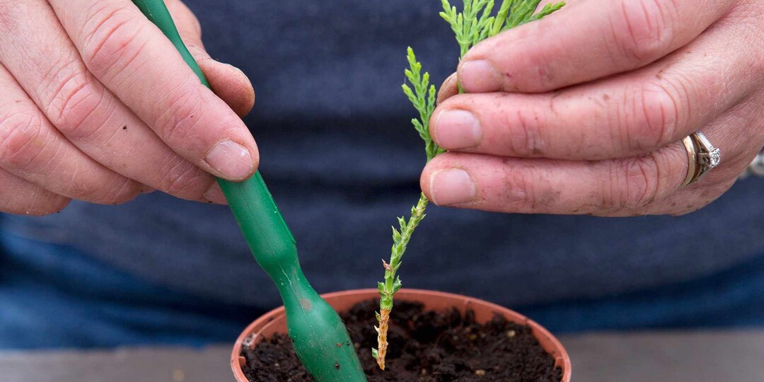 Как размножить цветы и хвойные растения черенками в ноябре