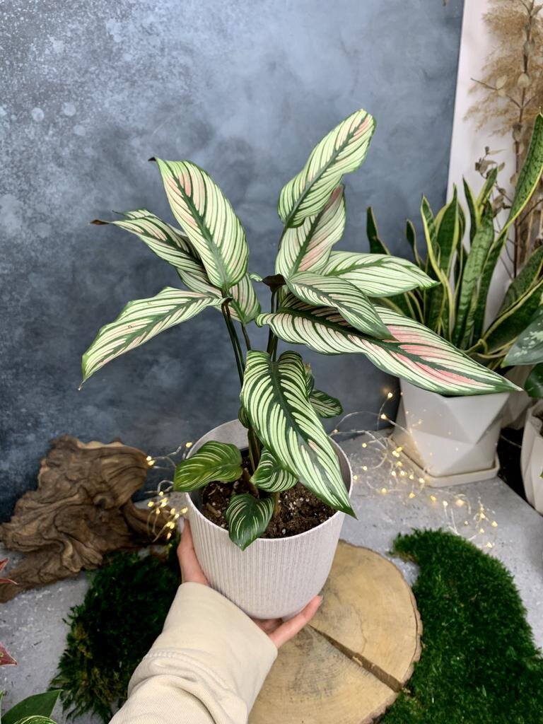 Например, калатея Вайт Стар может достигать высоты 80 см, в природе до 1 метра🌿