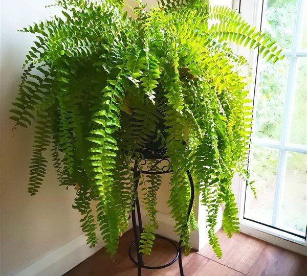 Папоротник будет расти и радовать,если делать так