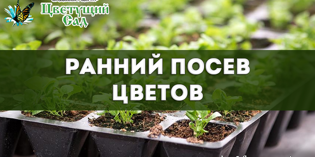 Какие цветы сеять в ноябре, чтобы получить цветение в начале лета