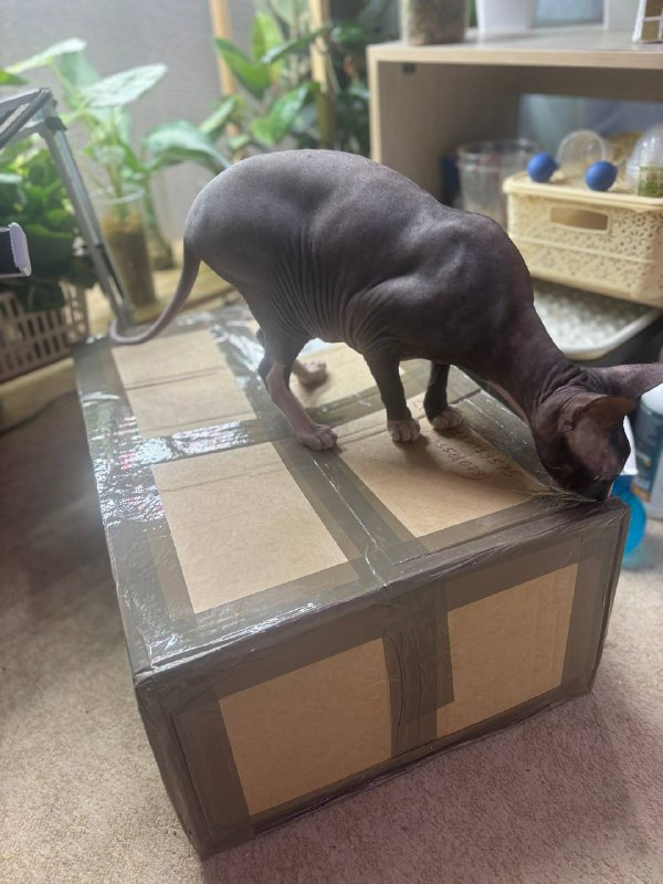 Инспектор проверил и одобрил!