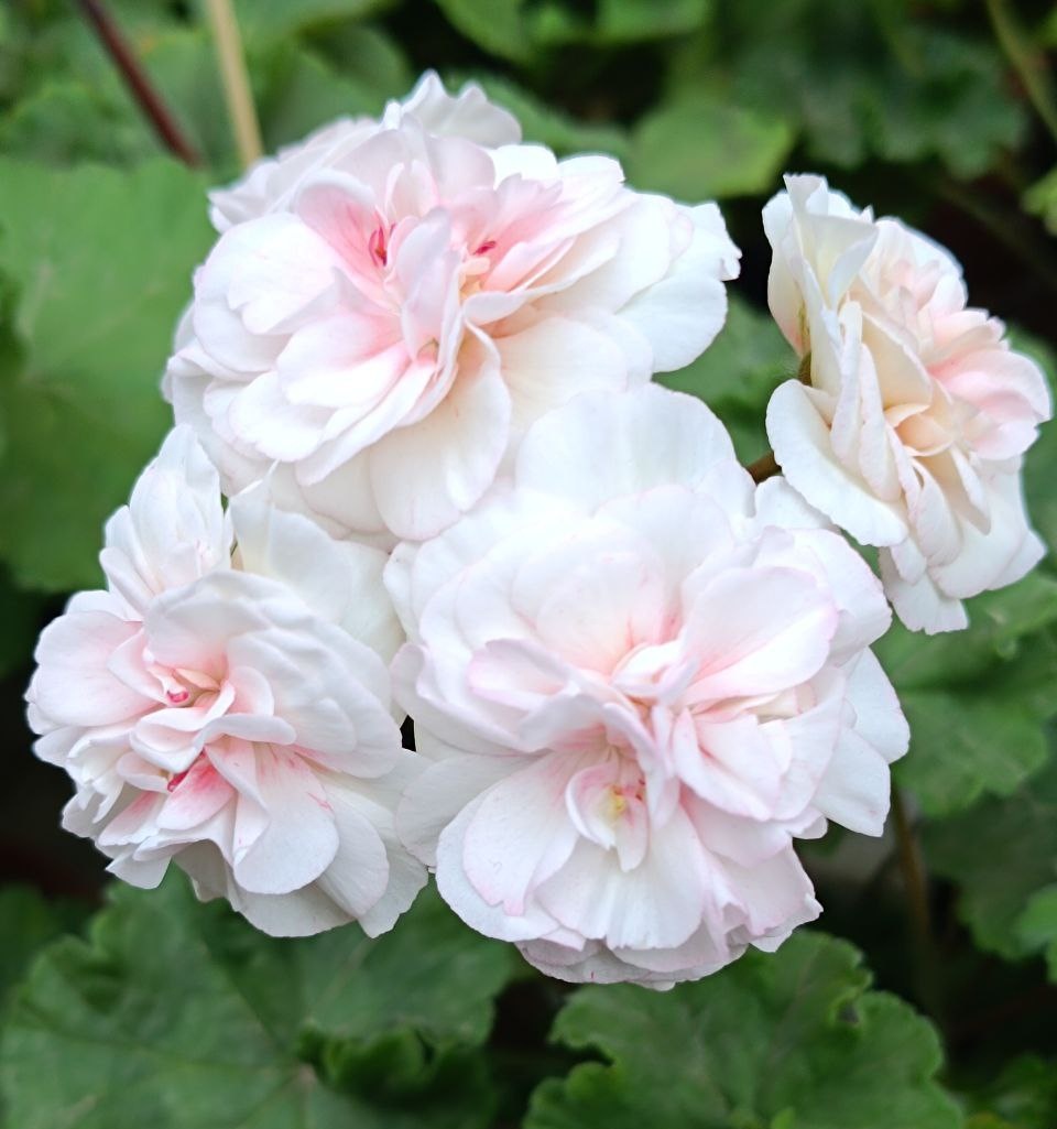 ИВ Галина Уланова. Это первое цветение, поэтому маленькая шапка. Зато хорошо видно цветы. 