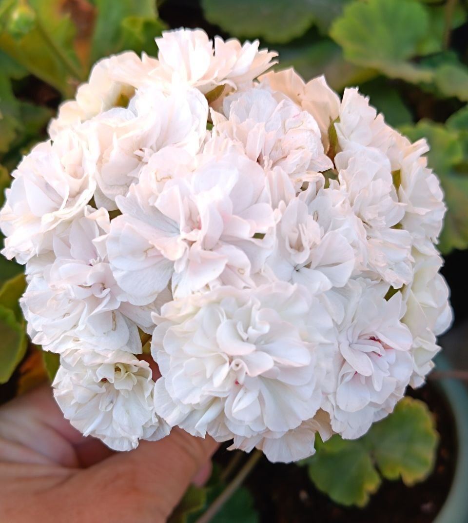 ИВ Галина Уланова. Более полная шапка