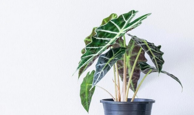 Alocasia