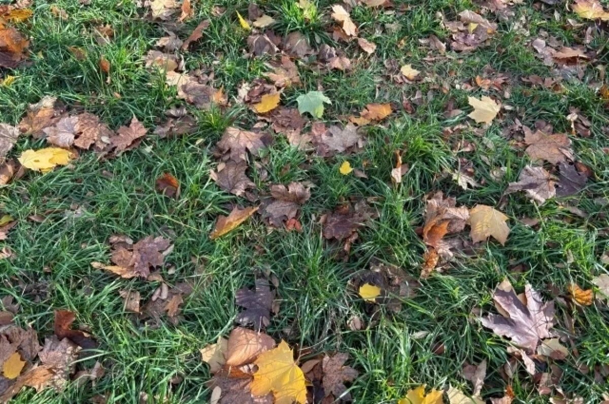    Стало известно, каким будет ноябрь в Тверской области