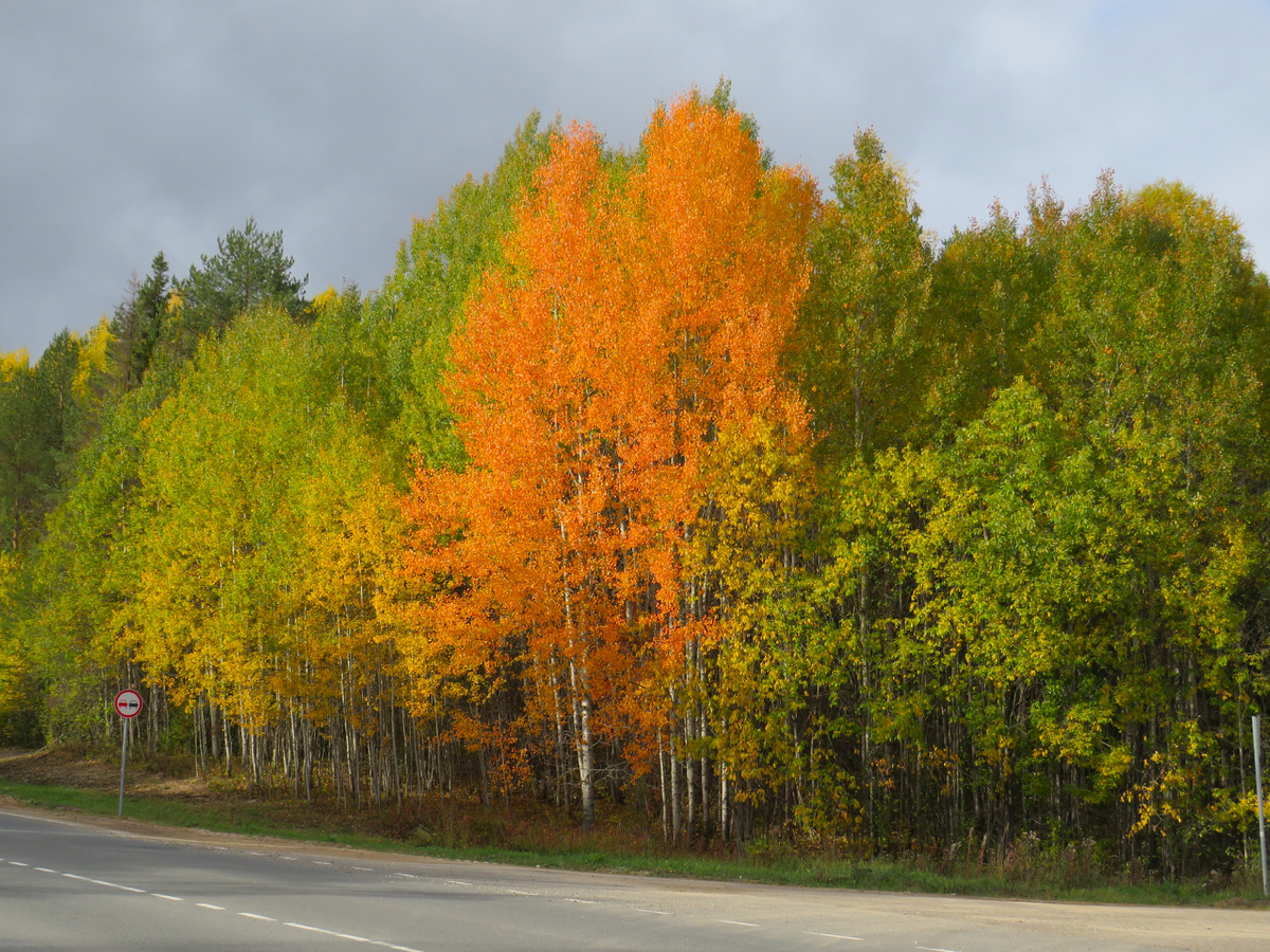 Деревья сменили наряд