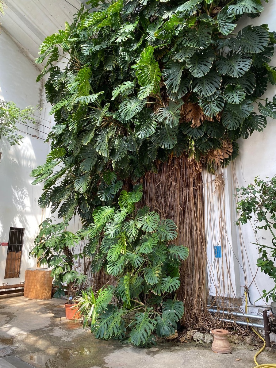 Monstera deliciosa в ботаническои саду «Giardino dei Simplici» во Флоренции, Италия. Фото: reddit.com