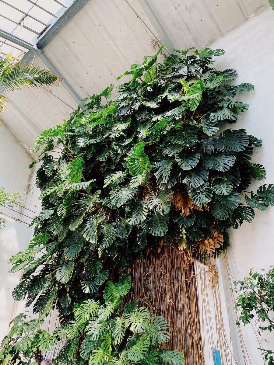 Monstera deliciosa в ботаническои саду «Giardino dei Simplici» во Флоренции, Италия. Фото: reddit.com