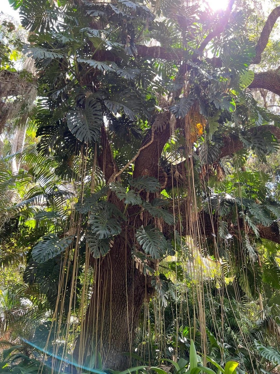 Monstera deliciosa. Фото: reddit.com