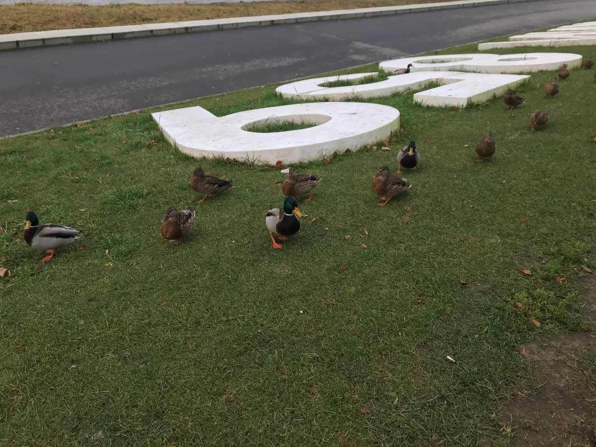 Весёлые уточки на прогулке