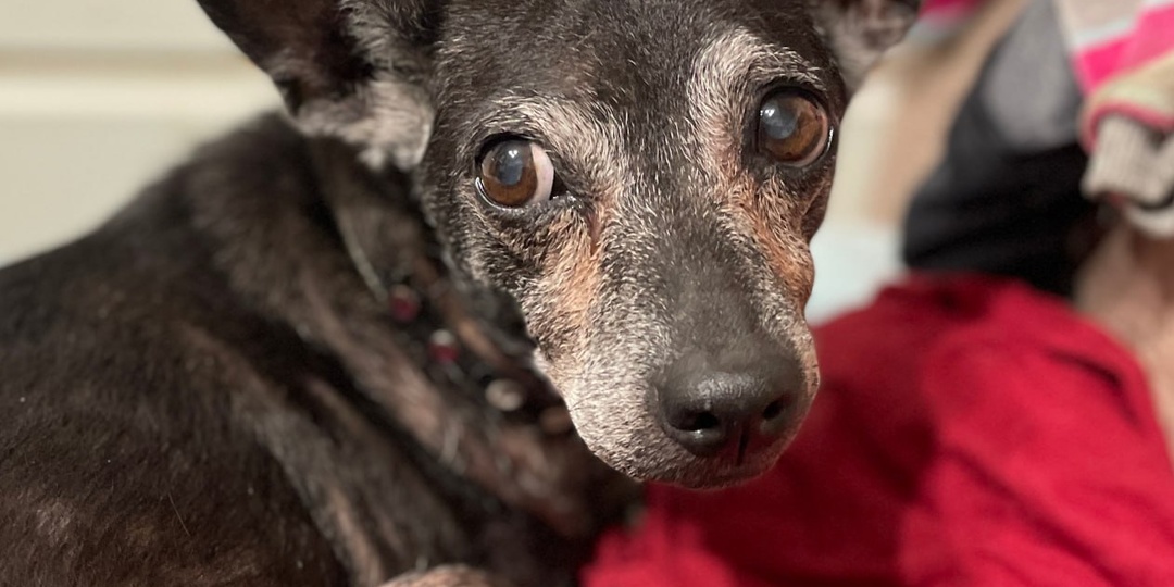 Голос из приюта Хвостатое Счастье