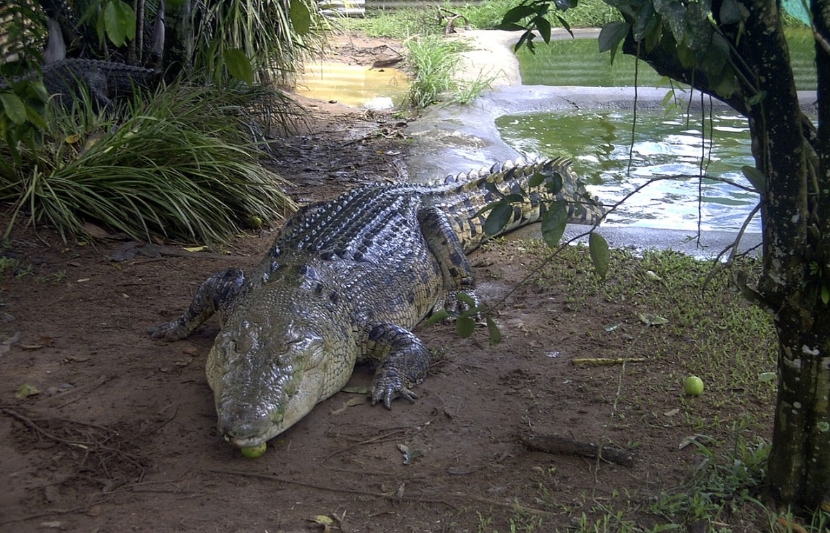    Взрослый самец гребнистого крокодила. Источник фотографии: wikimedia.org