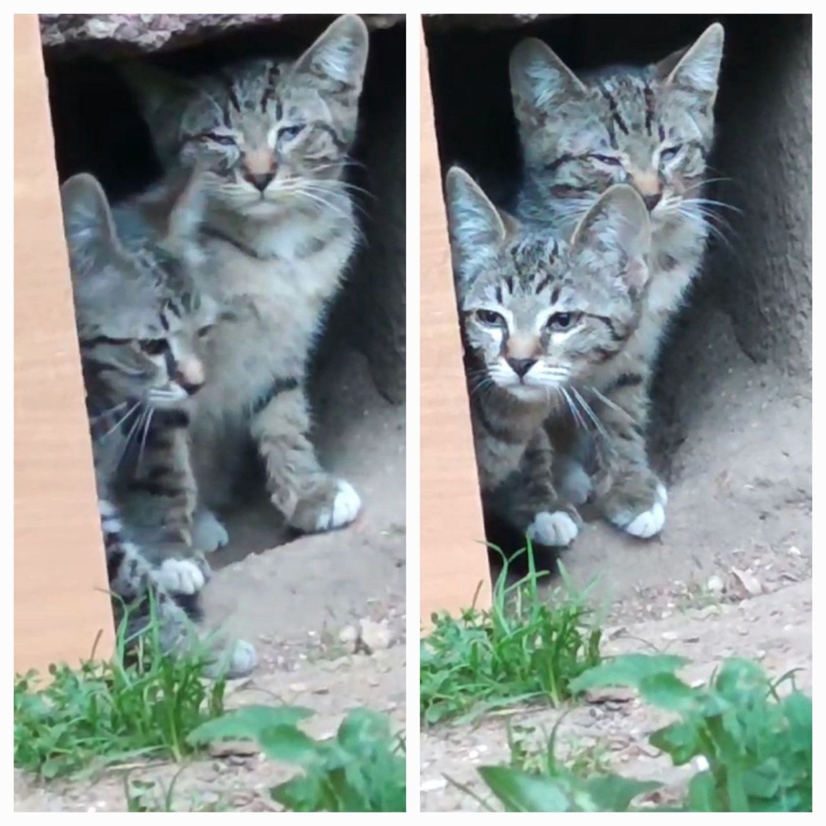 Вот такими заморышами поймали их на улице в 2023 году