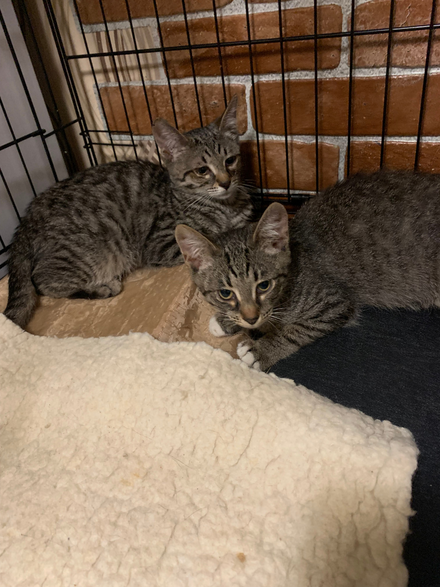 На карантине в нашем приюте. Кекс в уголке, Рулет с белыми лапками