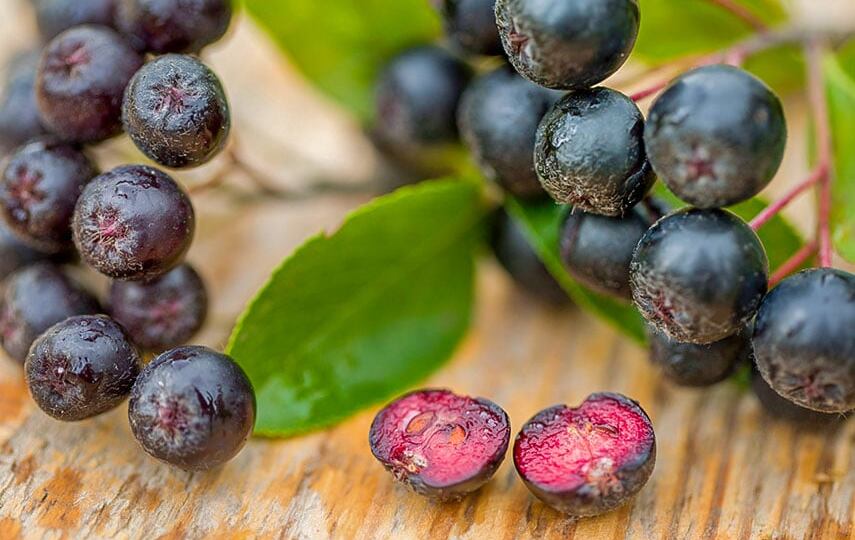 Черная рябина: маленькая ягода с огромной пользой для здоровья