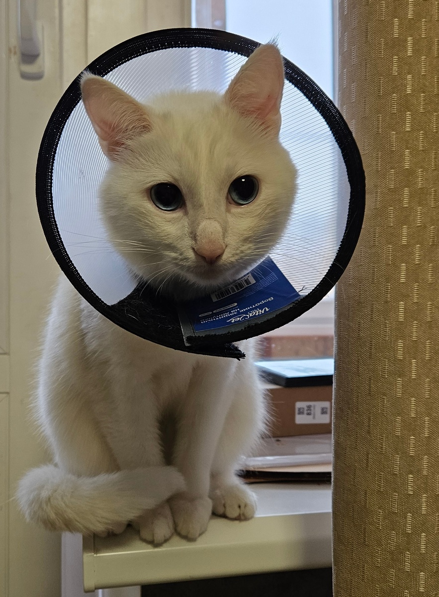 Мелкий в воротнике.