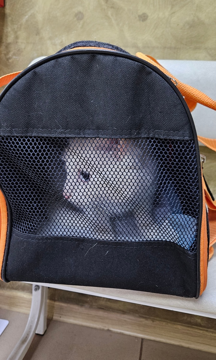 Мелкий в переноске. Ждем результатов соскоба.