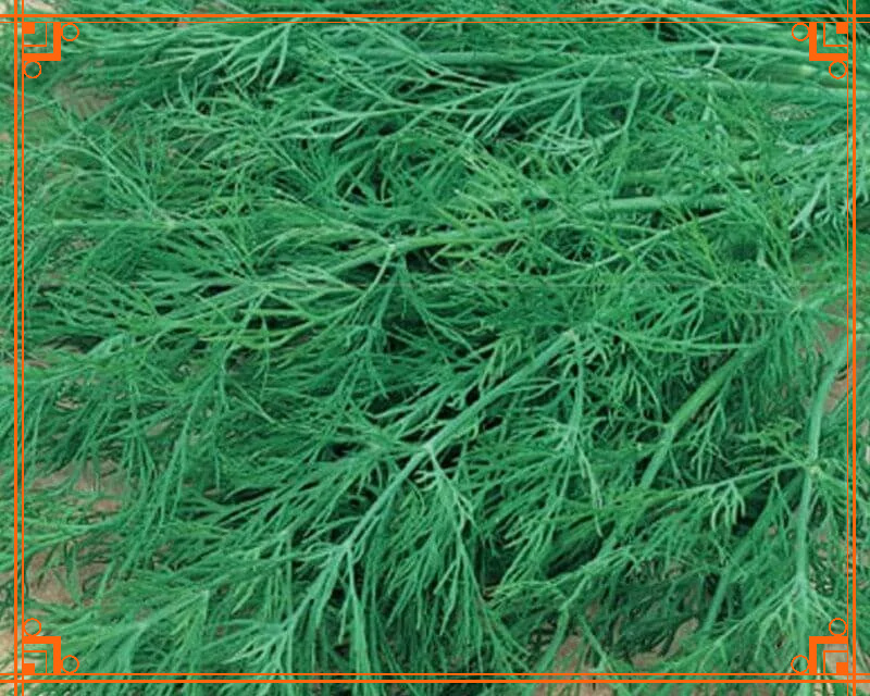 Фото из интернета. укроп грибовский фото